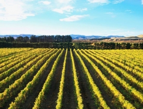 Pegasus Bay Winery